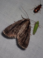 Sympistis badistriga