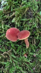 Boletus harrisonii