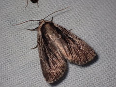 Sympistis badistriga