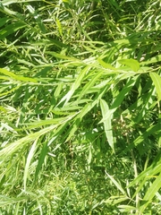 Salix viminalis