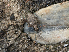 Opisthius richardsoni
