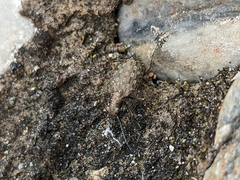 Opisthius richardsoni