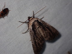 Sympistis badistriga