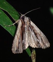 Apamea verbascoides