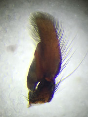 Triggella infuscata