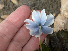 Anemone parviflora