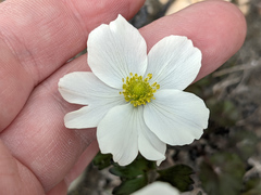 Anemone parviflora