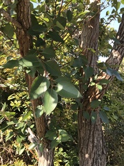Eucalyptus robusta