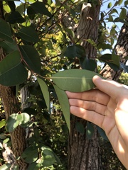 Eucalyptus robusta