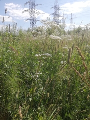 Valeriana officinalis