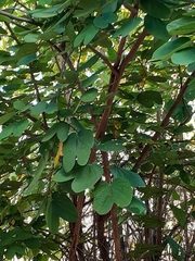 Bauhinia cheilantha