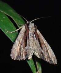 Apamea verbascoides