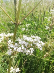 Valeriana officinalis