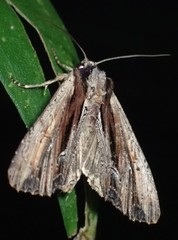 Apamea verbascoides