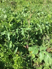 Raphanus raphanistrum landra