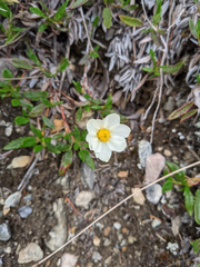 Dryas integrifolia