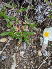 Dryas integrifolia