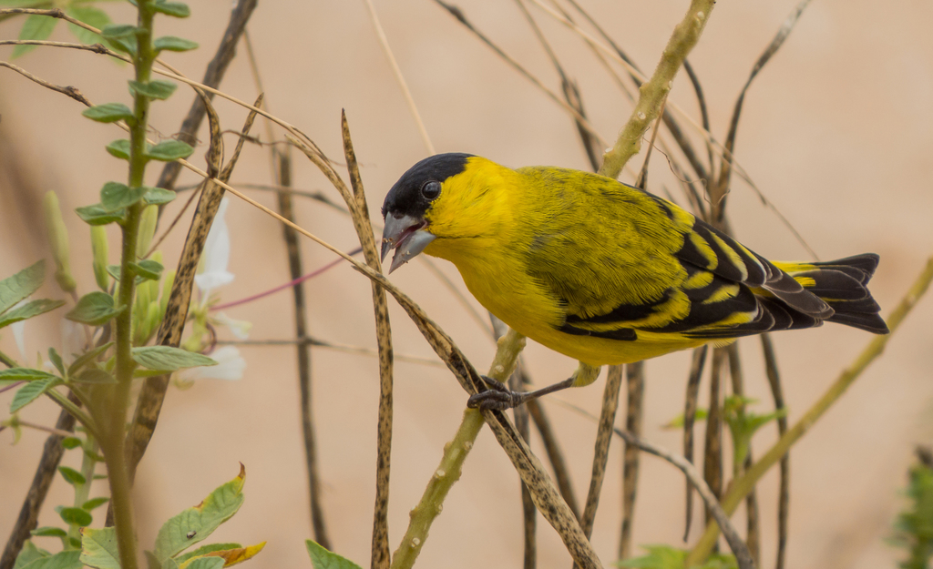 Yellow-faced Siskin (Spinus yarrellii) photo