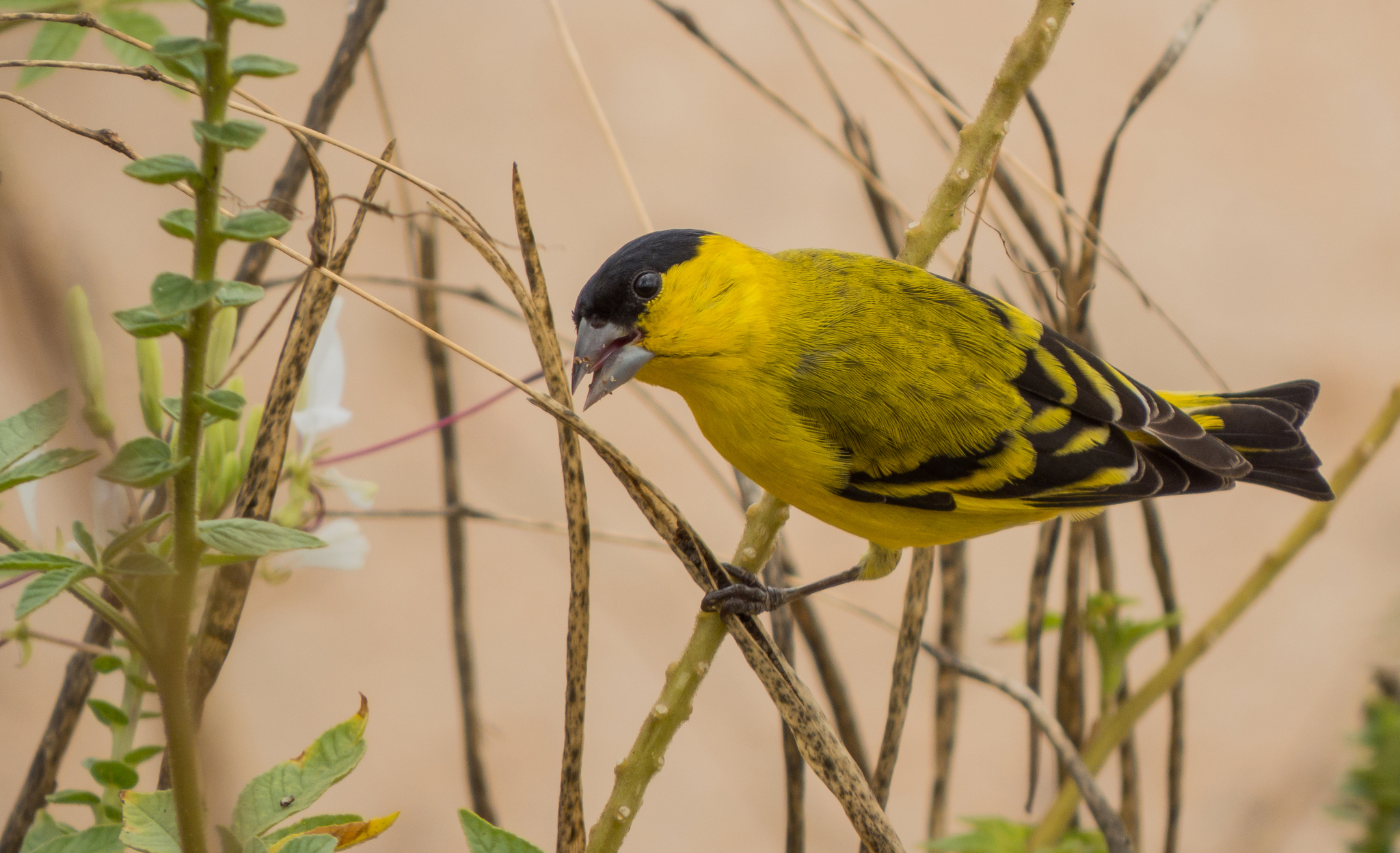 Yellow-faced Siskin (Spinus yarrellii)