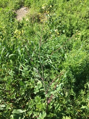 Raphanus raphanistrum landra