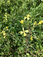 Raphanus raphanistrum landra