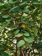 Bauhinia cheilantha