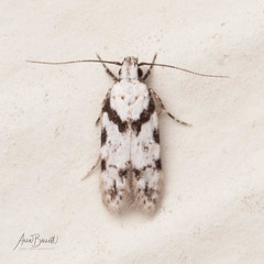 Pseudotelphusa palliderosacella