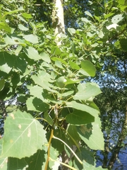 Populus tremula