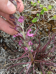 Pedicularis sudetica