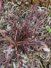 Pedicularis sudetica