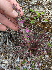 Pedicularis sudetica
