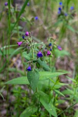 Pulmonaria mollis