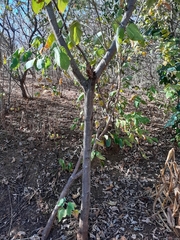 Croton blanchetianus