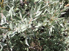 Salix eastwoodiae