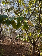 Croton blanchetianus