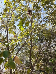 Croton blanchetianus