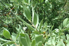 Salix eastwoodiae