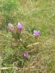 Gentianella columnae