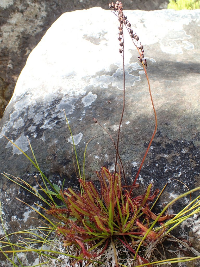 Drosera capensis 'Bain's Kloof' 3