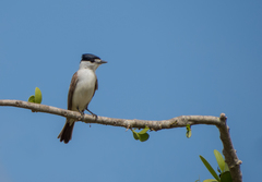 Xenopsaris albinucha