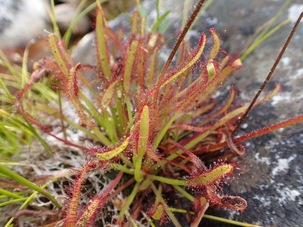 Drosera capensis 'Bain's Kloof' 2