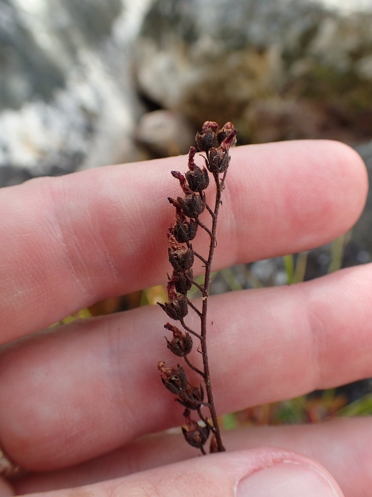Drosera capensis 'Narrow Leaf' 3