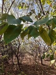 Croton blanchetianus