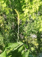 Verbascum nigrum