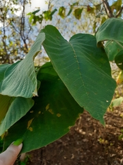 Croton blanchetianus