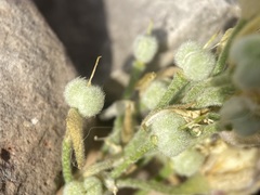 Physaria didymocarpa