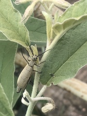 Epicauta callosa