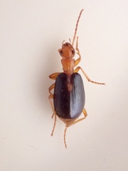 Brachinus sclopeta