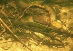 Mastacembelus armatus