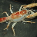 Gebiidean Shrimps - Photo (c) coenobita, some rights reserved (CC BY), uploaded by coenobita